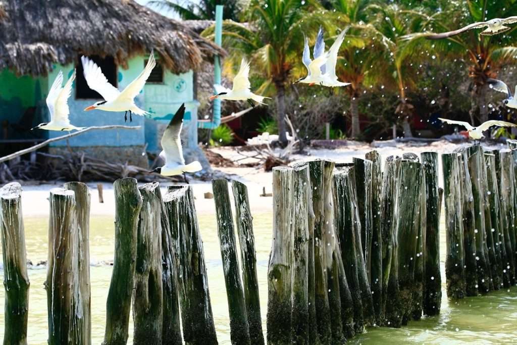 Flying birds of Isla Holbox, Mexico, Yucatan.