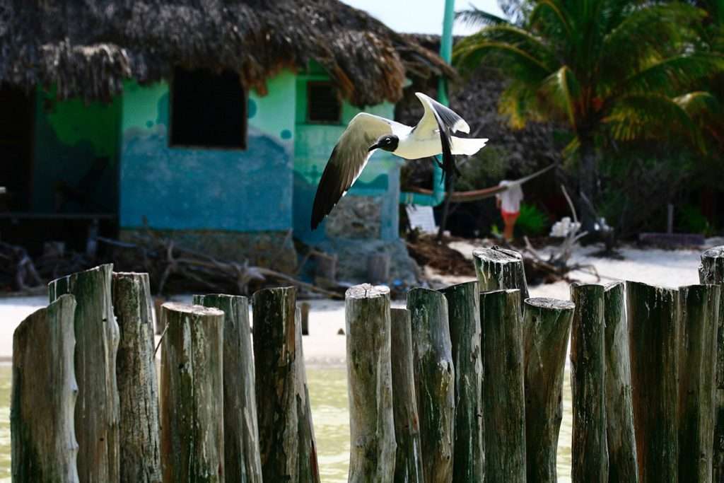 Birds of Holbox, Mexico