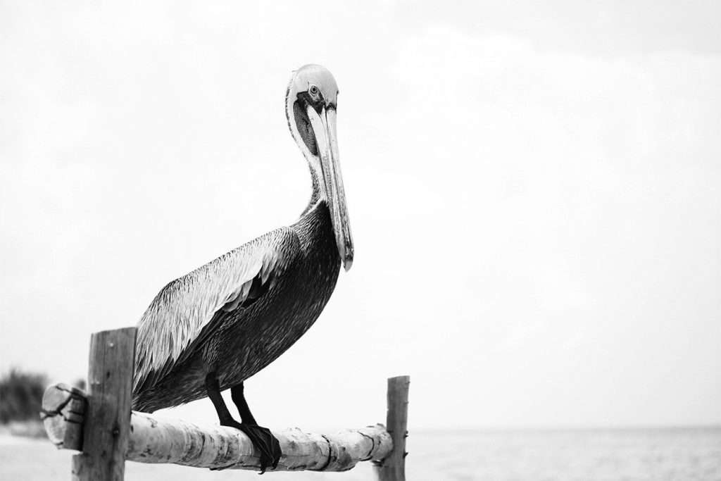 Bird at Holbox, Mexico.